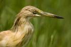 Squacco Heron portrait