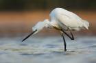 Little Egret