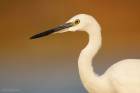 Little Egret portrait