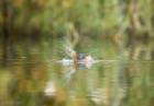 Little Grebe explosion