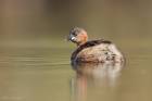 Little Grebe