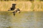 Great Cormorant