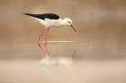 Black-winged Stilt
