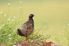 Black Francolin