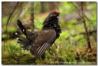 Spruce Grouse