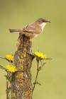 Sardinian Warbler Female