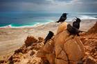 Starlings over Dead Sea