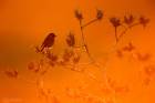 21_Stonechat_02