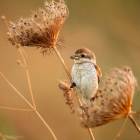 Red-backed Shrike