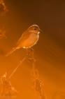 Red-backed Shrike