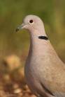 Collared Dove