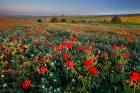 Poppies Bloom