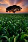 Under the Acacia Tree