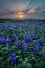 Lupines Sunset