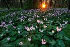 Sunbeams on forest ground