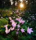 Cyclamens Bloom