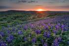 Blue Lupines Bloom