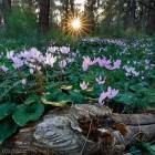 Cyclamens Bloom