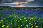 Blue Lupines Bloom