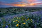 Chamomiles and Blue Lupines Bloom