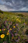 Spring Flowers Blooming