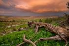 Fields of Ayalon Valley