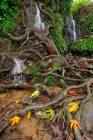 North Israel Nature