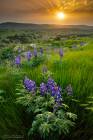 Blue Lupines Bloom