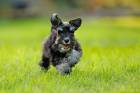 Puma - Zwergschnauzer Puppy 