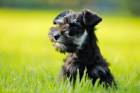 Puma - Zwergschnauzer Puppy 