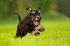 Puma - Zwergschnauzer Puppy 