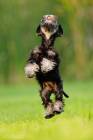 Puma - Zwergschnauzer Puppy 