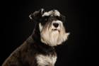 Miniature Schnauzer