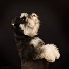 Miniature Schnauzer