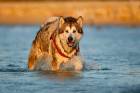 Alaskan Malamute