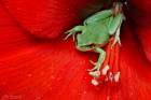 European Tree Frog