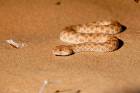 Sahara sand viper