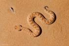 Sahara sand viper