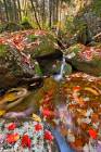 Autumn Forest