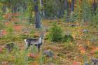 Reindeer in autumn Taiga