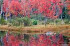 Adirondack Autumn Red Fire