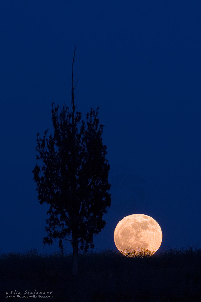 העץ מול הירח
