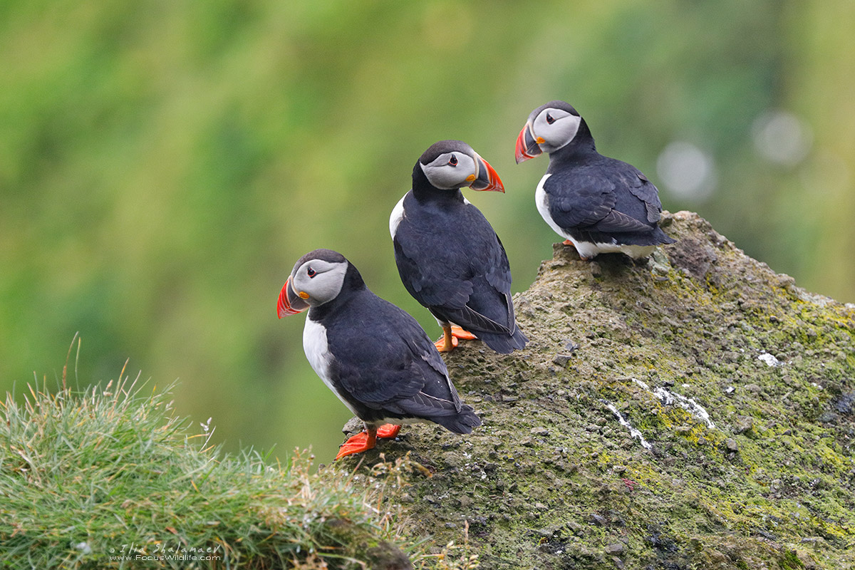 Puffins