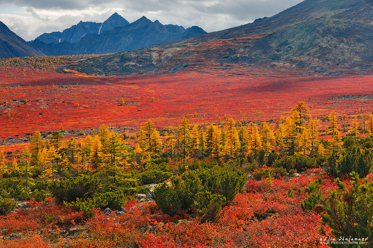 Insane Colors of Siberian Fall