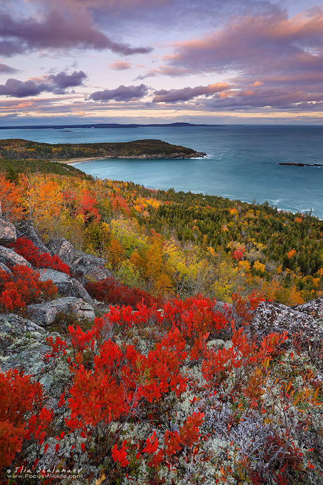 Maine Blueberry Barrens 