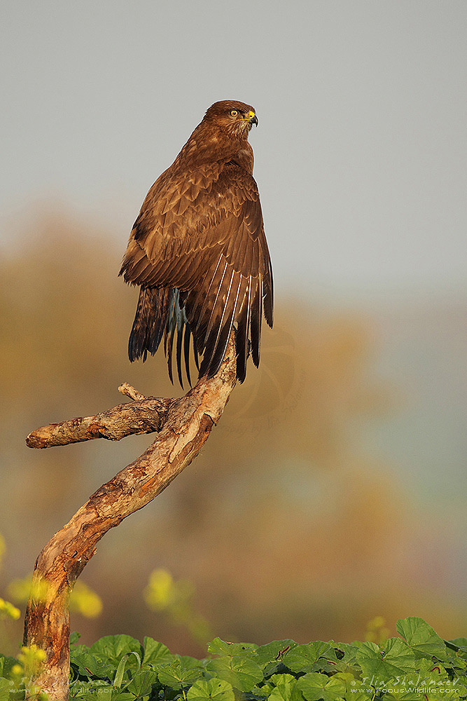 Towards the Prey