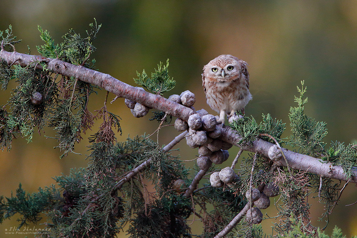 Little Owl Portrait