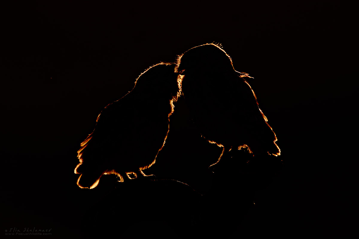 Little Owl Couple
