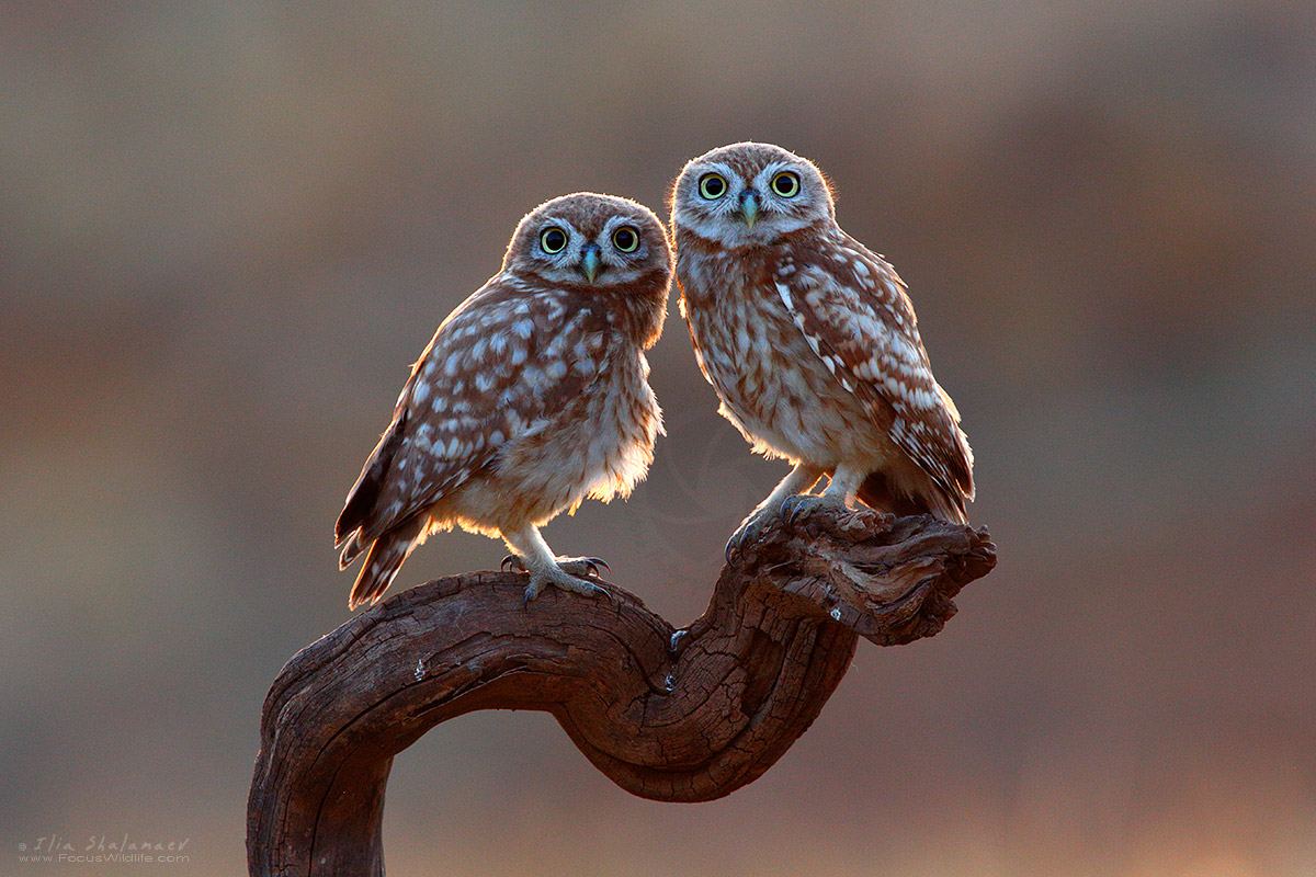 Little Owls Couple Portrait