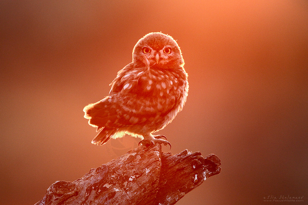 Little Owl Portrait